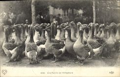 CPA Oiseaux Une famille en villegiature Oies