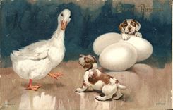 Vintage Postcard Birds Dog Dogs Eggs