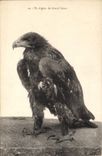 Vintage Postcard Birds an Eaglet of Large Canon Raptor
