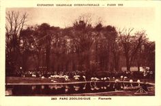 Vintage Postcard Birds Paris international colonial Exposure 1931 Zoological gardens Flamingos
