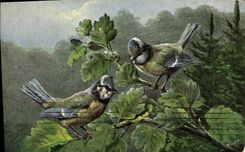 CPA Oiseaux 