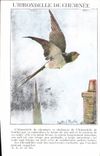 Vintage Postcard Birds the swallow of chimney