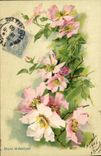 Pink Vintage Postcards Flowers of Bengal