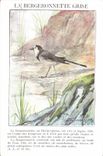Vintage Postcard the gray wagtail