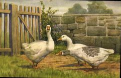 Vintage Postcard Geese
