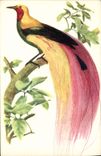 Vintage Postcard Large Bird of paradise Emerald