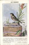 Vintage Postcard the finch