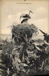 Vintage Postcard a nest of storks