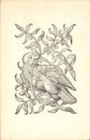 CPA Oiseau 