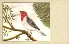 Vintage Postcard Dominican Cardinal