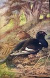 CPA Blackcock Pigeon