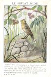 Vintage Postcard the yellowhammer