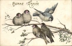 CPA Oiseaux 