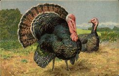 Vintage Postcard Turkey