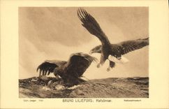 Vintage Postcard Bruno Liljefors Hafsornar Raptor