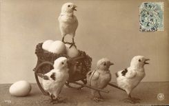 Vintage Postcard Chicks Egg