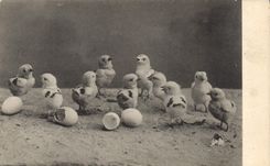 CPA Poussins 