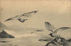 CPA Oiseaux 