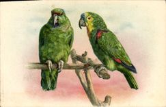 Vintage Postcard Parrots