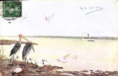 Vintage Postcard Birds Boat