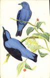 Vintage Postcard blue Birds of the fairies