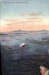 CPA Flamand rose au bord du lac 