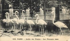 Vintage Postcard Paris Botanical garden pink flamingos