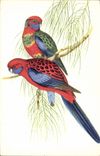 CPA Perruches platycerques 