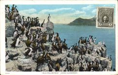 Vintage Postcard Isla Palominos Aves Guaneras Peru