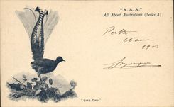 Vintage Postcard Australia Quadrant Bird
