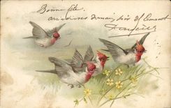 CPA Oiseaux 