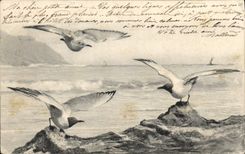 CPA Mouettes 
