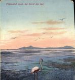 CPA Flamand Rose au bord du lac 