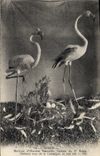CPA Nimes Museum d'Histoire Naturelle Galerie du 2eme etage Flamand rose de Camargue et son nid 