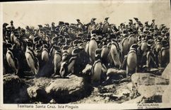CPA Territorio Santa Cruz Isla Pinguin 
