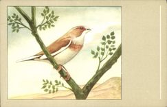 CPM Moineau du Japon 