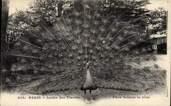 CPA Paris Jardin des Plantes Paon faisant sa roue 