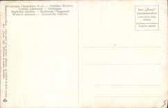 Postal Fantasia Flores Cytisus Laburnum