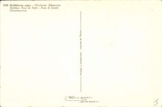 Postal Fantasia Flores Hellebor Rosa de noel