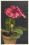 Postal Fantasia Flores Gloxinia