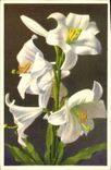 Postal Fantasia Flores Lirio blanco
