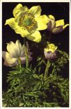 Postal Fantasia Flores Anémona sulfatada