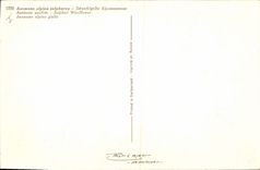 Postal Fantasia Flores Anémona sulfatada