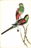 CPA Psephotus pulcherrimus Gould 