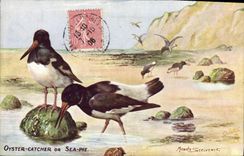 CPA Oyester Catcher or Sea Pie 
