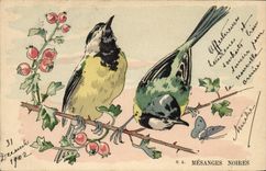 CPA Oiseaux Mesanges noires 