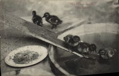 CPA Mes petits canards Petits cancans 