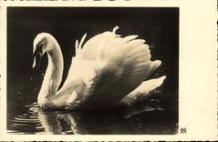 CPA Cygne 