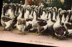 CPA Oies Une famille en villegiature 
