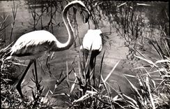 CPM Flamants roses aux Saintes Maries de la Mer 